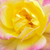 Żółto - różowy  - Róże miniaturowe - Baby Masquerade®